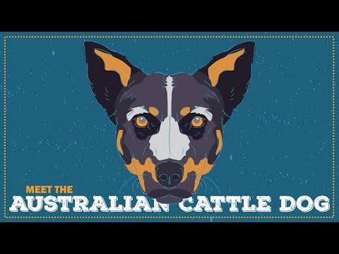 Australian Cattle Dog | CKC Breed Facts & Profile