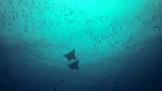 preview picture of video 'Guraidhoo corner, Kaafu atoll Maldives'