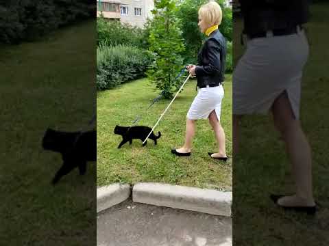Cat walking his blind girl|Cute cat|Blind girl|Walking|Black cat|saint Petersburg|Russia