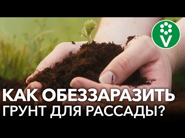 НЕ ПОГУБИТЕ СВОЮ РАССАДУ ПЛОХИМ ГРУНТОМ! Как правильно выбрать и обеззаразить землю для рассады?