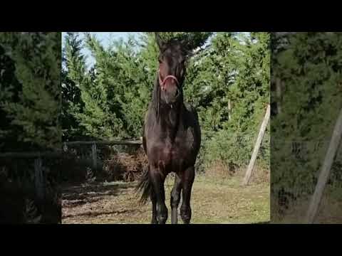 MICHELE NASTI - Tempesta Caf  (Video Ufficiale)