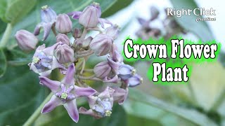 Crown Flower Plant | Calotropis Gigantea | Madar Plant | Flowers of White Crown | Lord Shiva Flower
