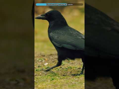 Corvus corone corone & corvix