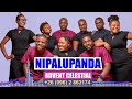 Nipalupanda ADVENT CELESTIAL