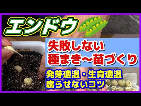 エンドウ豆の世話をする方法