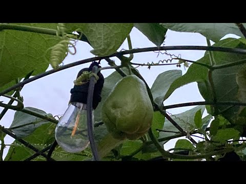 How to Root and Grow Chayote Squash.  Fastest Way to Root Chayote
