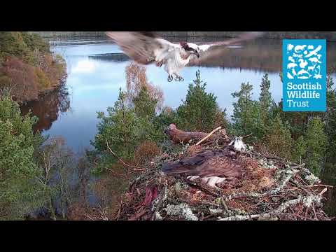 NC0 defends nest from intruder onslaught - Loch of the Lowes osprey webcam (2021)