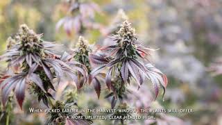 This Happens When Harvesting Too Late