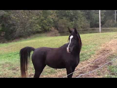 Nadeera Ben Eden (Burak Ben-Eden EA x Bint Alayla)