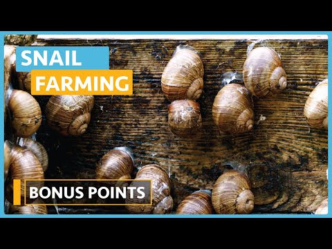 Snail Farming Lesson 1 Introduction