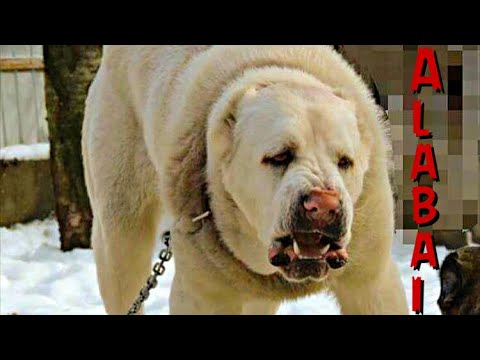 The Mighty Alabai: Wolf Smasher Extraordinaire