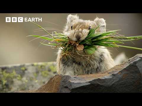 Pika: The Tiny Mountain Bandit | Natural Born Rebels | BBC Earth