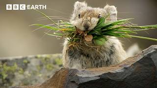 Download lagu Pika: The Tiny Mountain Bandit | BBC Earth mp3
