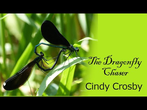 Dragonflies, Damselflies and Nature in Winter, with Cindy Crosby