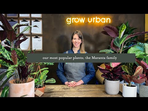 The Maranta Family. Our most popular houseplants and how to best care for them.