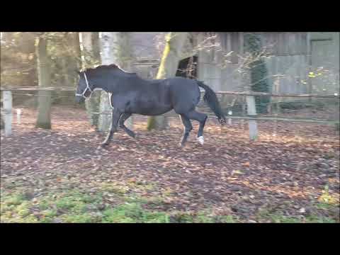 Stute von Disco Boy - Montepiano I - Rio - Negro