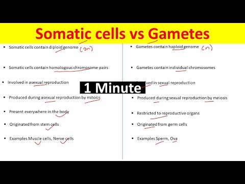 Difference Between Gametes and Somatic cells | Somatic Cells vs Gametes |