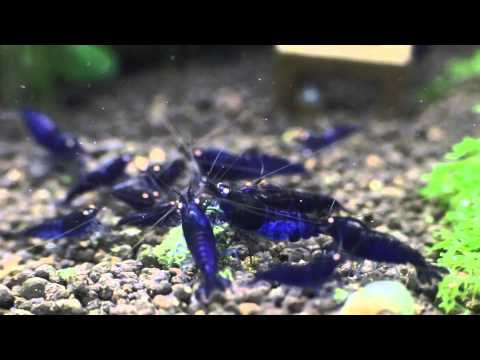 Royal Blue Tiger - By Shrimp Corner Uk