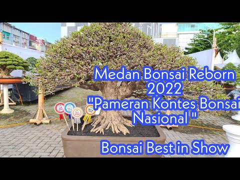 Medan Bonsai Reborn 2022 : Pameran Kontes Bonsai Nasional 20 Feb - 20 Maret 2022
