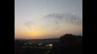 preview picture of video 'Beautiful Birds Swarm (India)'