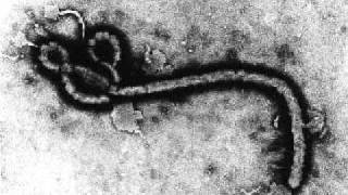 Ebola Virus - The Messiah