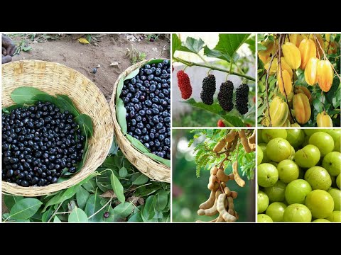 download lagu mp3 mp4 Wild Sour Fruit, download lagu Wild Sour Fruit gratis, unduh video klip Wild Sour Fruit