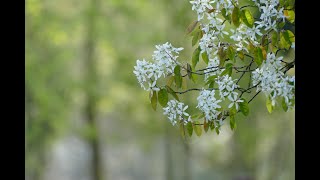 20 :  Patches -  Dickey Lee