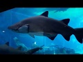 uShaka Marine Aquarium | uShaka Aquarium | Durban Aquarium