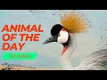 Crane - Birds of the Day | Educational Animal Videos for Homeschoolers, Children, and Teachers