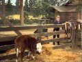 Bonanza S07E25 The Trouble With Jamie