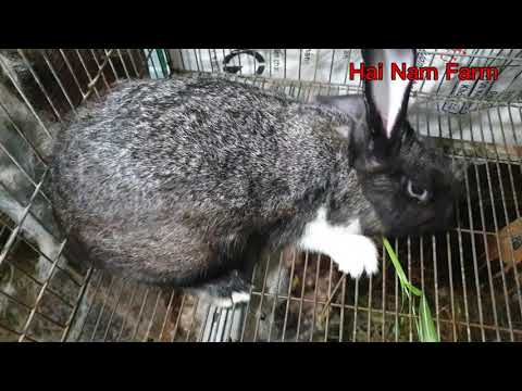 When Rabbit Attack ! Rabbit honking, grunting, char and scream