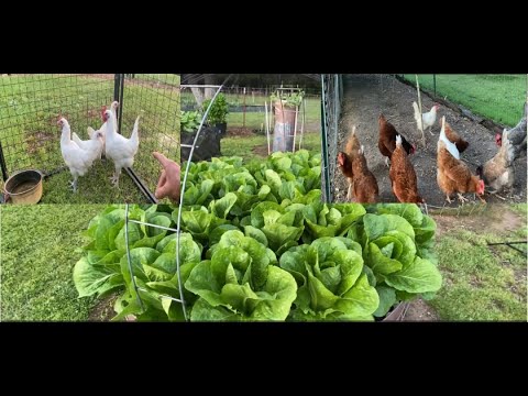 Cheap Raised Beds, Spinach, Breese Chickens, Chickens Love Cheerios, Lettuce, Pac Choy, Strawberries