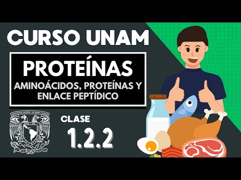 🌱 PROTEINS | UNAM COURSE | Amino acids | Organic molecules | Fibrous and complex