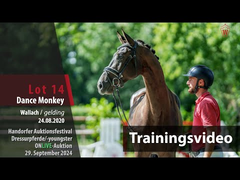 Auktionsfestival Training Lot 14 Dance Monkey Wallach v. Don Martillo - Livaldon