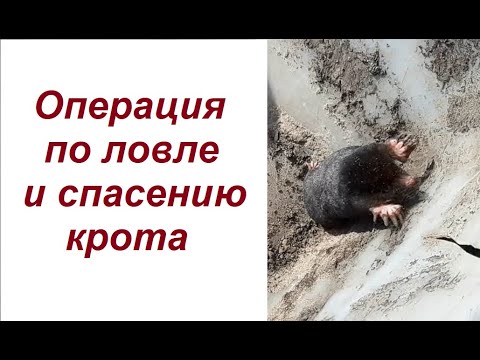 Эпицентр спасение крота. Жители академгородка спасли дерево. Найти крота. Мемы про кротов. Кот и крот.