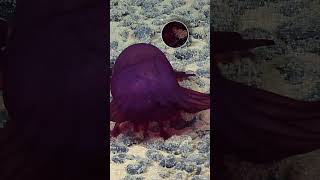 Sea Cucumbers Eating Sediment! | Nautilus Live