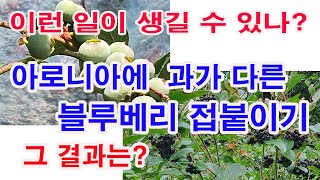 접목, 접붙이기. 이런 일이 일어날 수 있나!  아로니아에 블루베리 접붙이기 그 결과는(과수 재배, 진달래과…