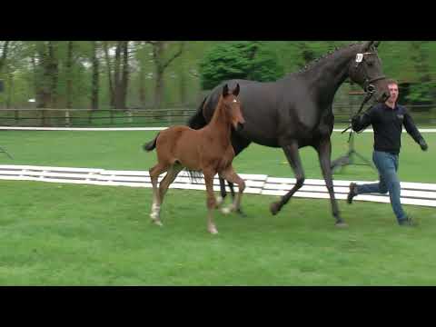 Hf v Vitalis x Fuerstenball x Rosenkavalier 2019