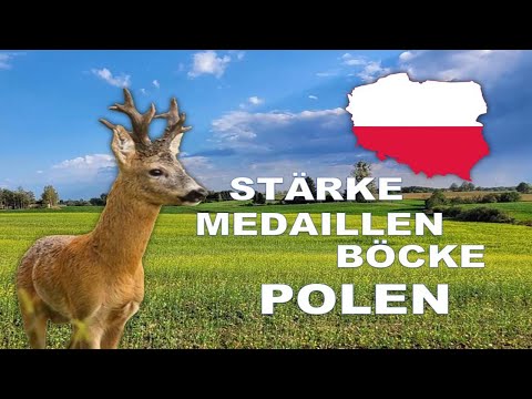 Jagd auf Medaillenböcke in Polen