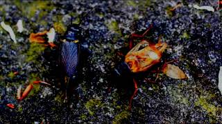 Download lagu SUARA jangkrik pikat betina mp3 Download lagu SUARA jangkrik pikat betina mp3