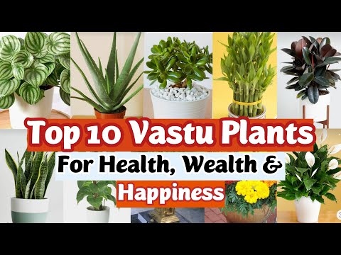 , title : 'Top 10 Lucky Plants for Home | Vastu Plants | Best Indoor Plants | Lucky Plants for Home