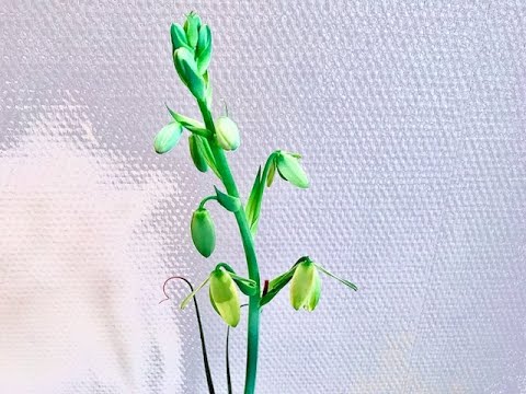 Albuca spiralis (frizzle sizzle plant) : from unboxing until flowering !