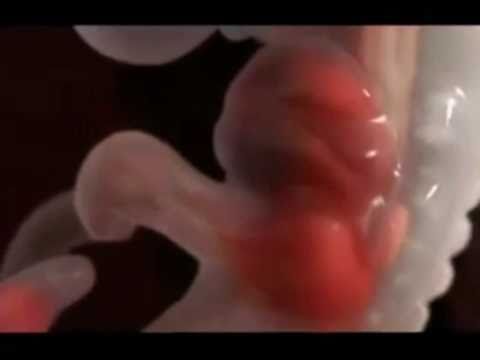 God's Amazing Creation