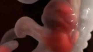 God's Amazing Creation