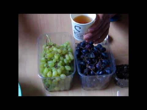 Wie ziehe ich WEiNTRAUBEN aus Kernen  ? -Teil 1-