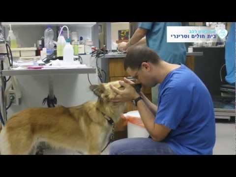 תמונה של ד"ר שרון רגב