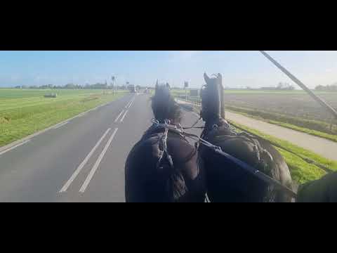 Stal Okkema's pair of mares - Prinses & Ynskje