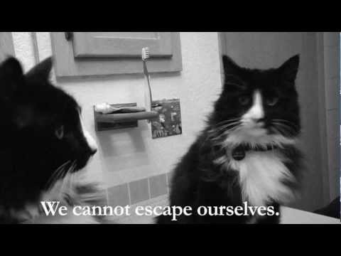 Meet Henry, an Existential Cat - Hilarious!