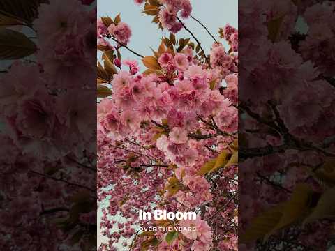 Canadian spring over the years