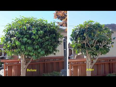 6/19/2022 Timelapse trimming camellia bush